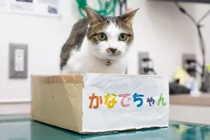 かなで