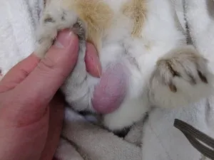精巣外観