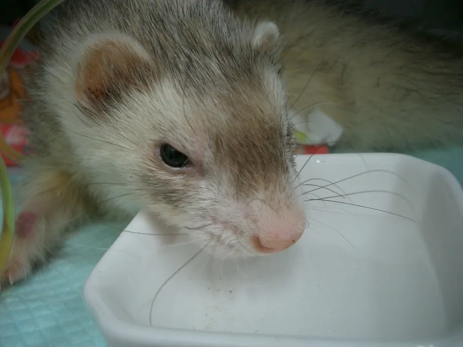 AnyConv.com__ferret_img07 定期検診で早期発見