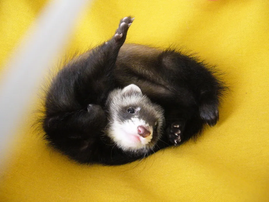 AnyConv.com__ferret_img13 リンパ腫