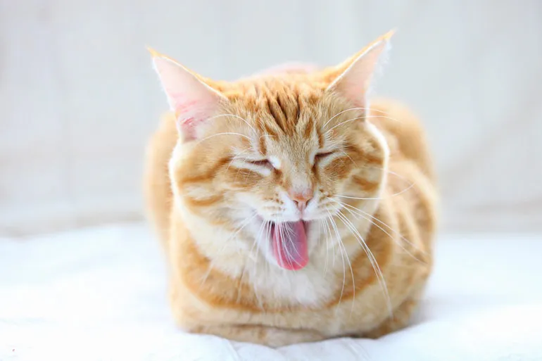 cat_img01 ねこの口内炎