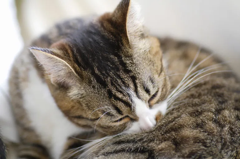 cat_img02 ねこに多いおしっこの病気