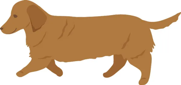 dog_img05 症状チェック