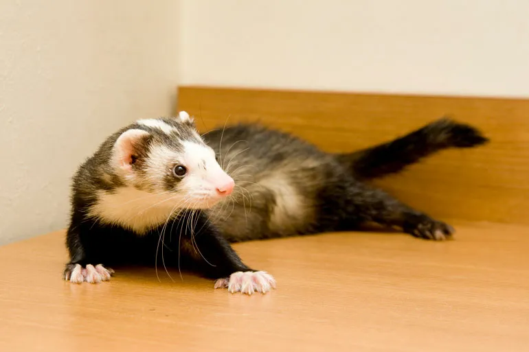 ferret_img01 フェレットを飼う際の注意点