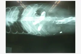 ferret_img02 異物摂取にご注意!!!