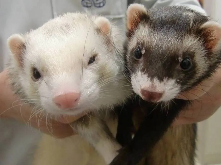ferret_img06 ferret_img06