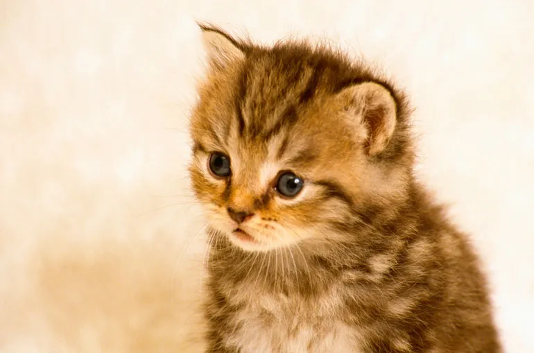 kyokenyobou_img01 当院のねこのワクチンの種類