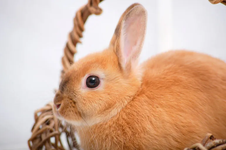rabbit_img03 おしっこが出にくい~尿石症~