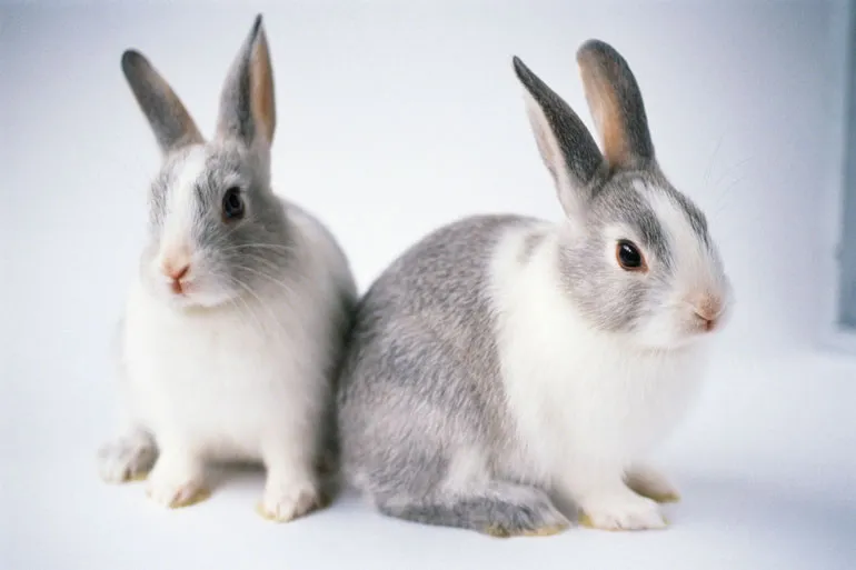rabbit_img04 ほっぺや喉が膨らむ~顔面腫瘍~