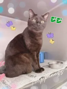 ジジ
