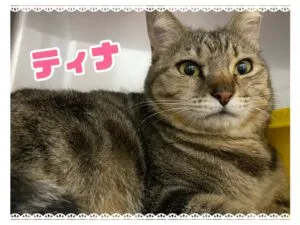 ティナ