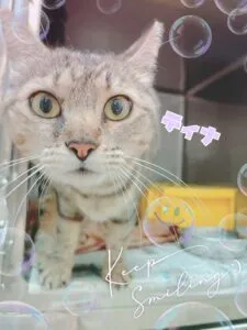 ティナ