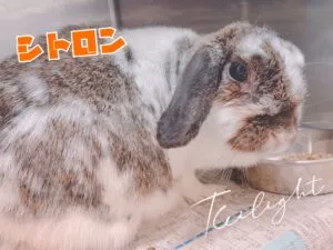 シトロン