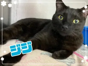 ジジ