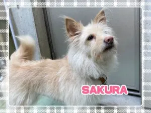 さくら