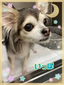 いっぽ
