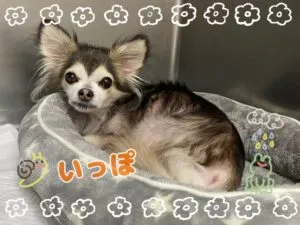 いっぽ