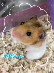 まる