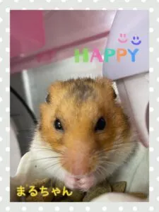 まるちゃん