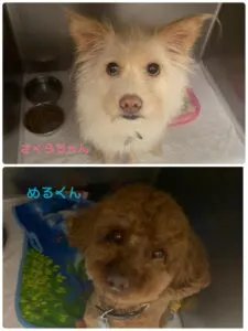 さくらめふ