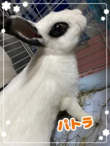 パトラ