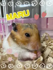 まる