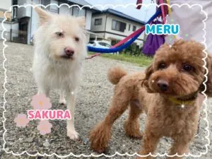 さくらめる