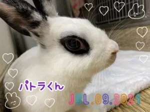 パトラ