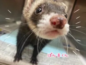 ぽんきち