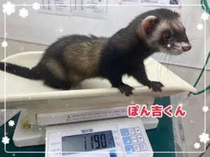 ぽんきち