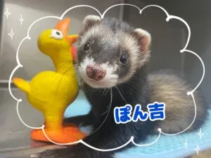 ぽんきち