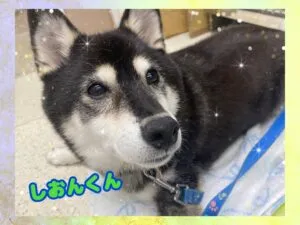 しおん