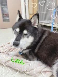しおん