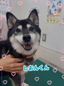 しおん