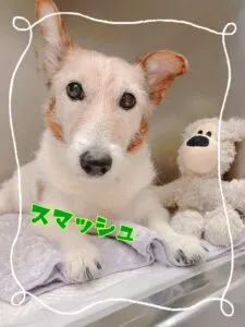 スマッシュ