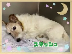 スマッシュ