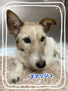 スマッシュ