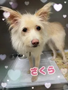 さくら