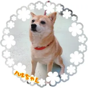 ハル