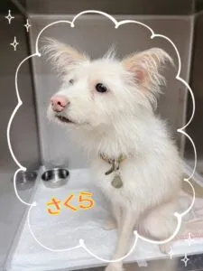 さくら