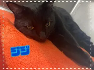 ジジ