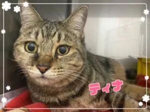 ティナ