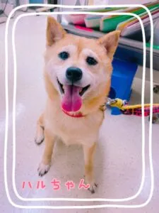 はる