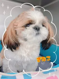 きなこ