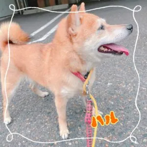 ハル