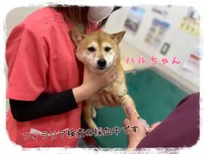 はる