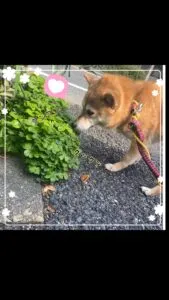 はる