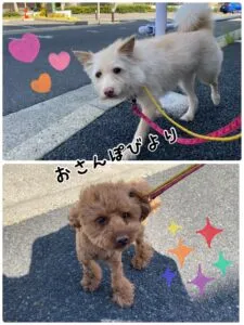 さくらめる