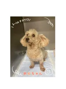 めり