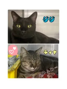 じじ